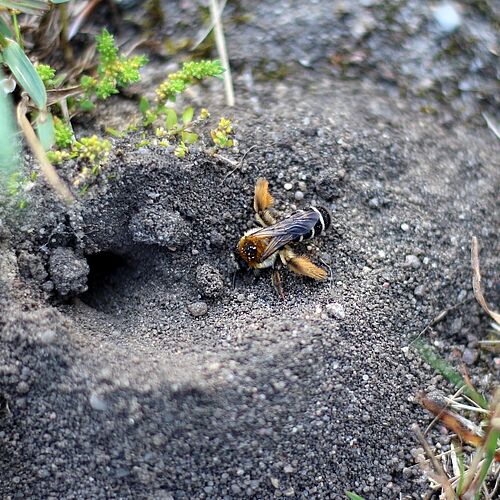 Einige Wildbienen, wie die Hosenbiene legen ihre Nester in lockere Erde oder Sand.