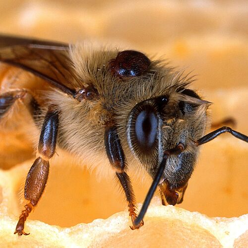 Eine durch die Varroa-Milbe befallene Honigbiene.