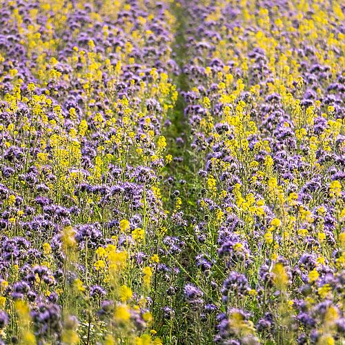 Gründüngung mit Phacelia und Gelbsenf. Foto: Didgeman, pixabay