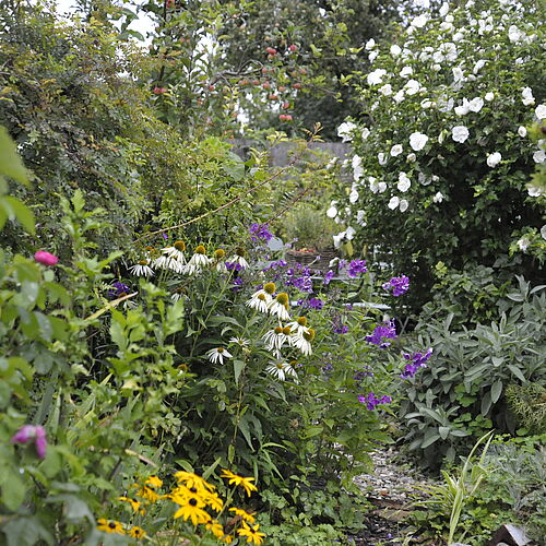 Naturnaher Garten mit Salbei, Sonnenhut, Phlox, einer Wildrose und einem Apfelbaum im Hintergrund.