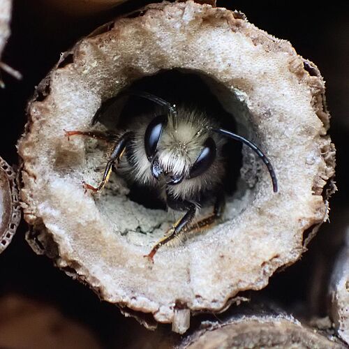 Eine Maurerbiene findet Unterschlupf in einem Insektenhotel.